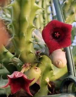 Red Dragon Flower, Schneider's Huernia, Huernia schneideriana, Ceropegia schneideriana
